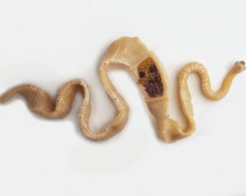 Pork worm