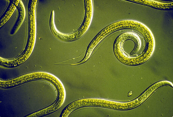 How to get rid of parasites without tablets