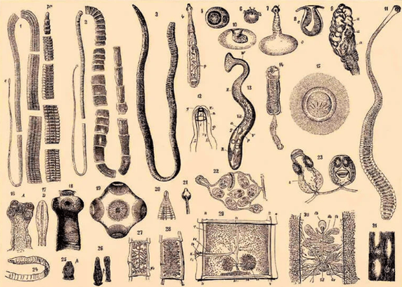 worms